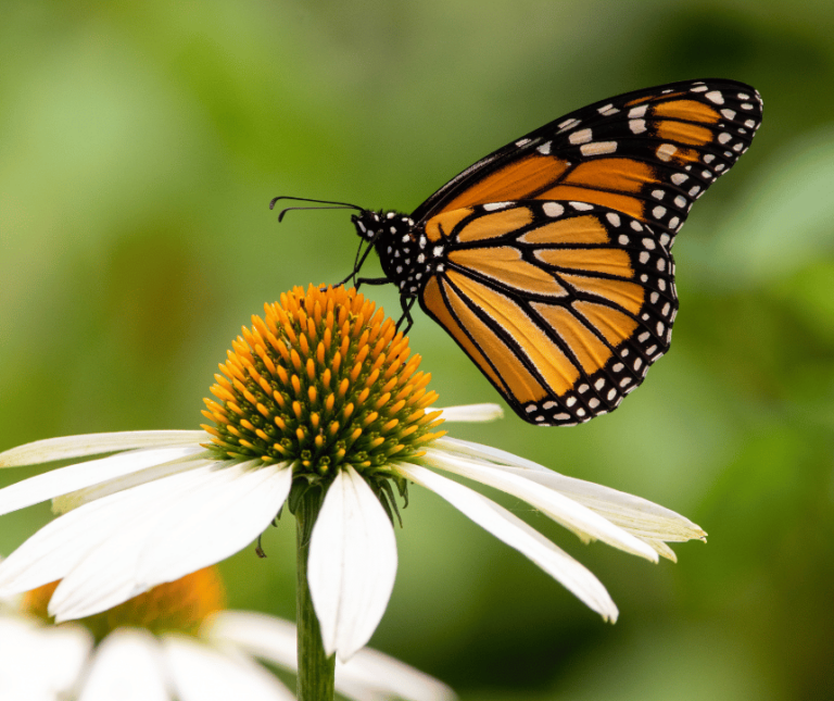 Exploring Butterfly Meaning and Symbolism From Metamorphosis to Magic