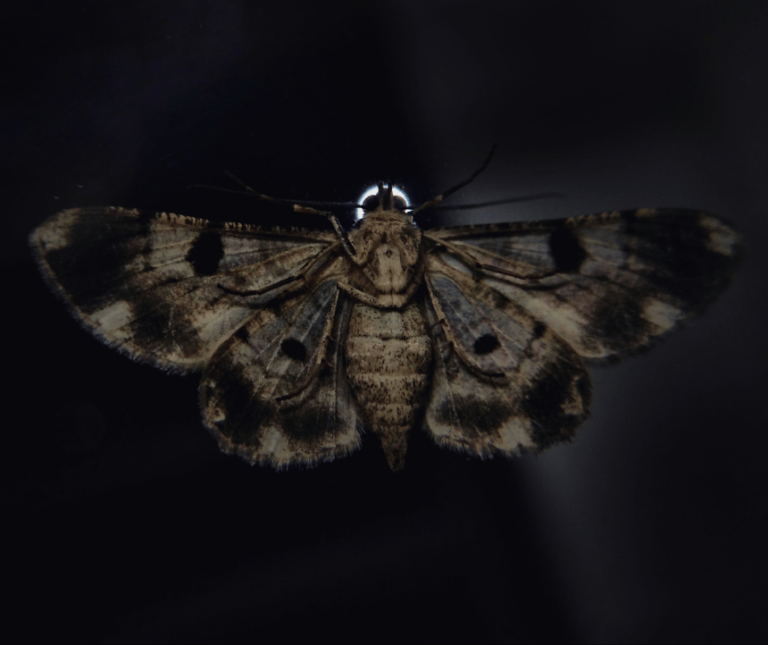 Moth Symbolism And Its Unbelievably Fascinating Spiritual Meaning