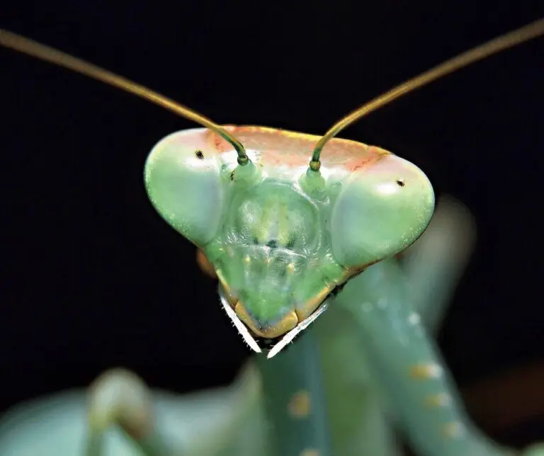 Praying Mantis Meaning and spiritual symbolism