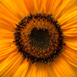 Sunflower showing Sacred Geometry in my garden during Lughnasadh