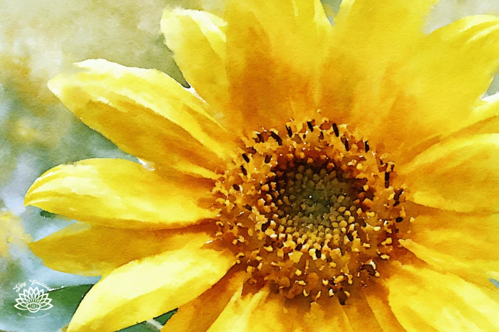 Lughnasadh Correspondences: image of a bright yellow sunflower blossoming in the summer sun.