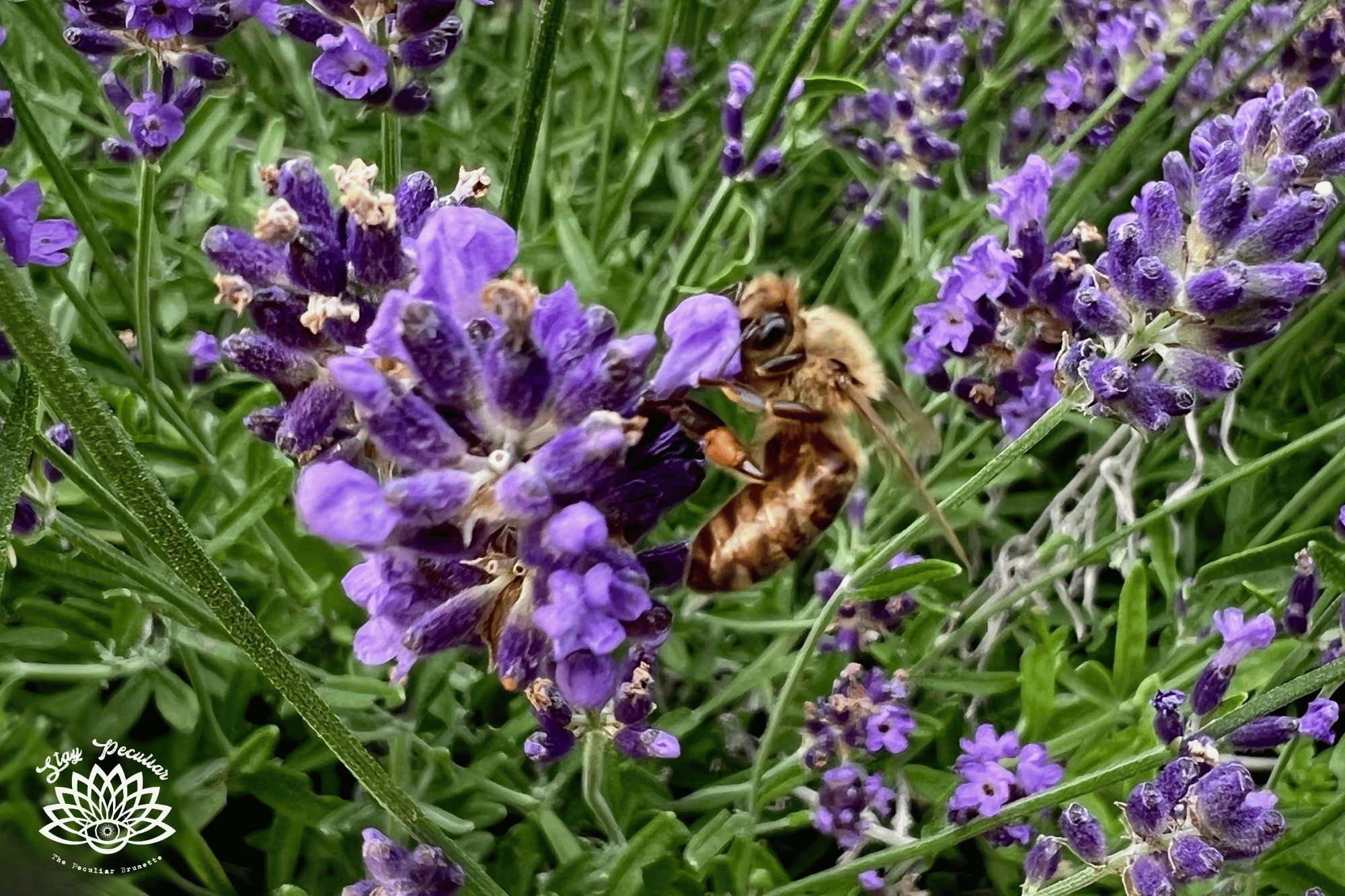 Close up image of a bee in my lavender garden on summer solstice litha