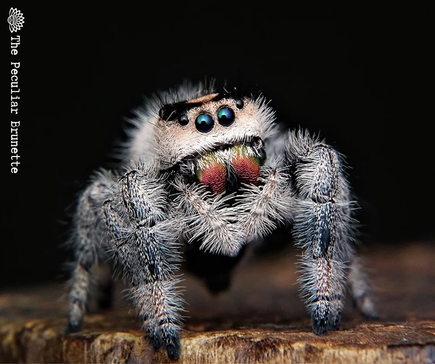 Spiders Spiritual Meaning Aposte Utilizando O C digo Afiliado Pag Bet spiders-spiritual-meaning-aposte-utilizando-o-c-digo-afiliado-pag-bet