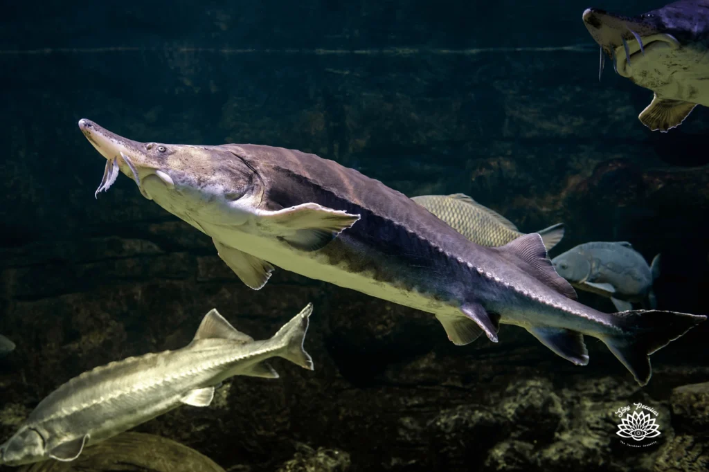 What is a Sturgeon Moon; photograph image of a large sturgeon fish swimming a few small sturgeon are in the background.